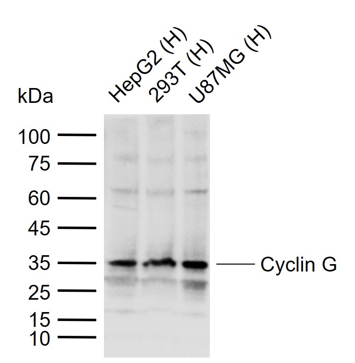 1 - Cyclin G Rabbit pAb AP94788