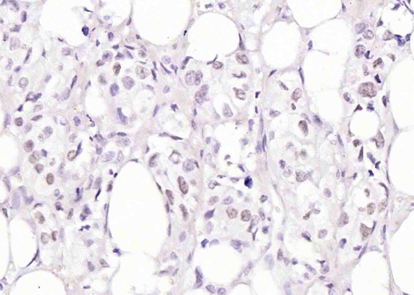 14 - Cyclin G Rabbit pAb AP94788