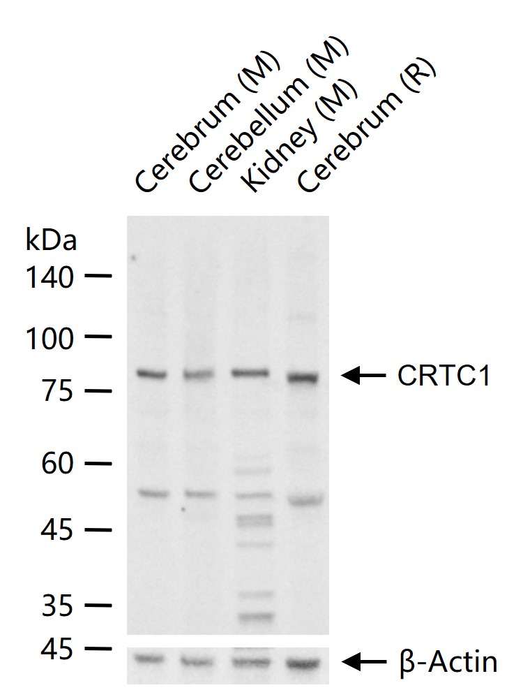 1 - CRTC1 Rabbit pAb AP94789