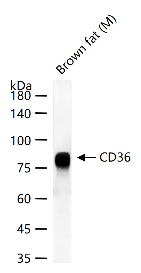 1 - CD36 Rabbit pAb AP94795