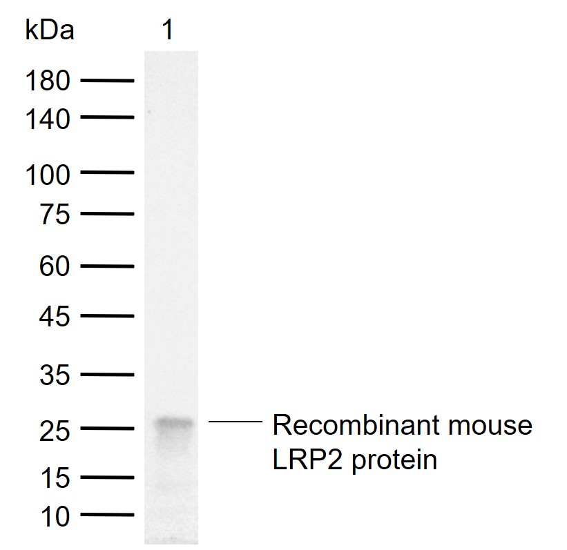 1 - LRP2 Recombinant Rabbit mAb AP94798