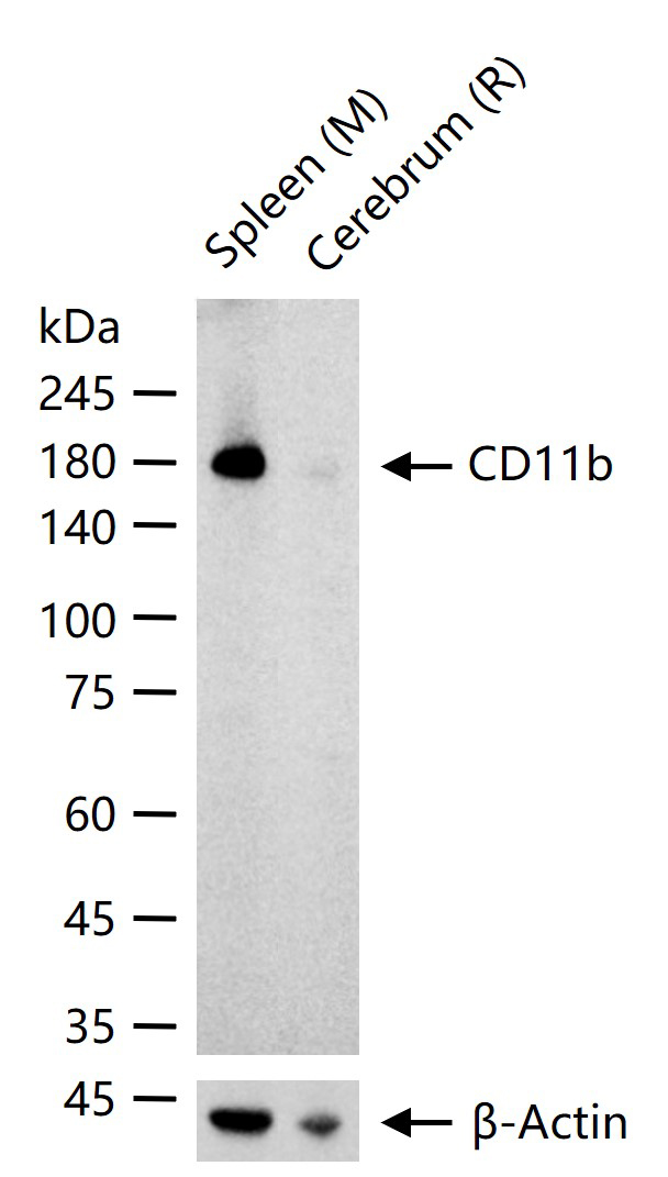 1 - CD11b Recombinant Rabbit mAb AP94803