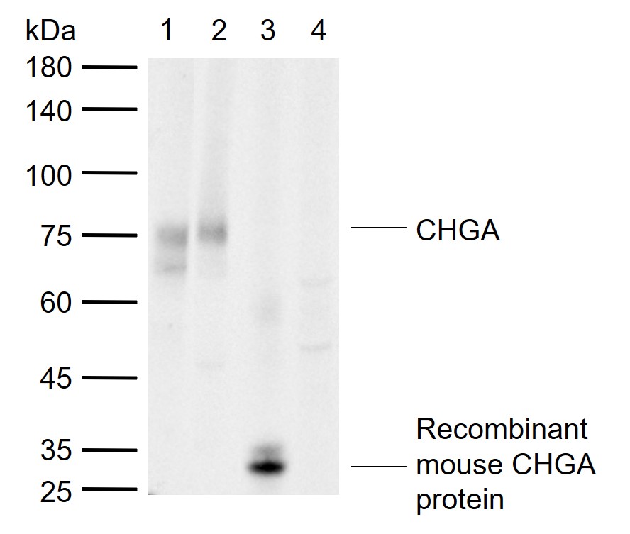 1 - CHGA Rabbit pAb AP94805