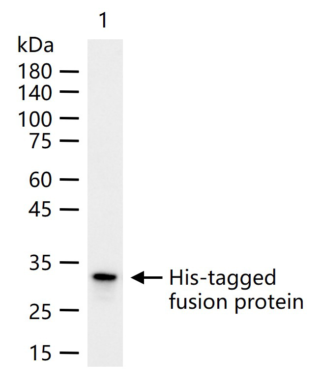 1 - His tag Recombinant Rabbit mAb AP94812