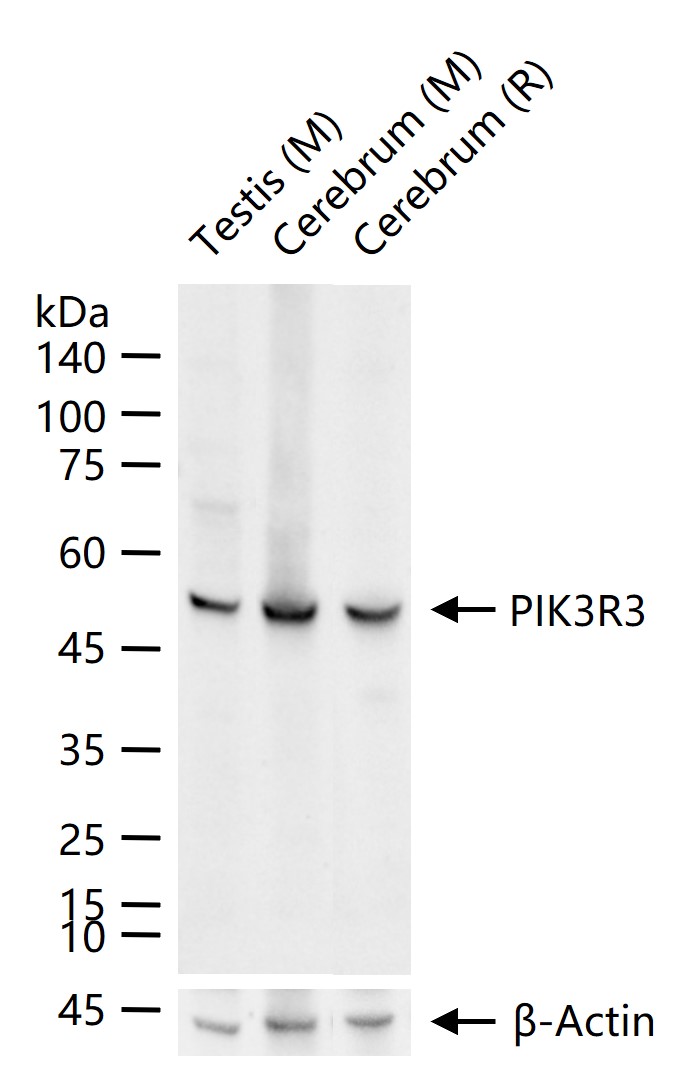 1 - PIK3R3 Recombinant Rabbit mAb AP94820