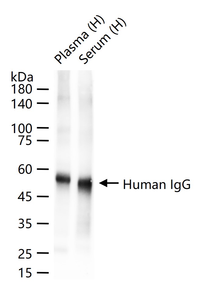 1 - Human IgG Recombinant Rabbit mAb AP94825