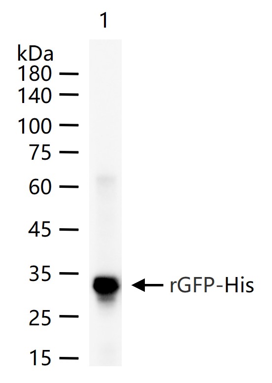 1 - GFP Recombinant Rabbit mAb AP94826