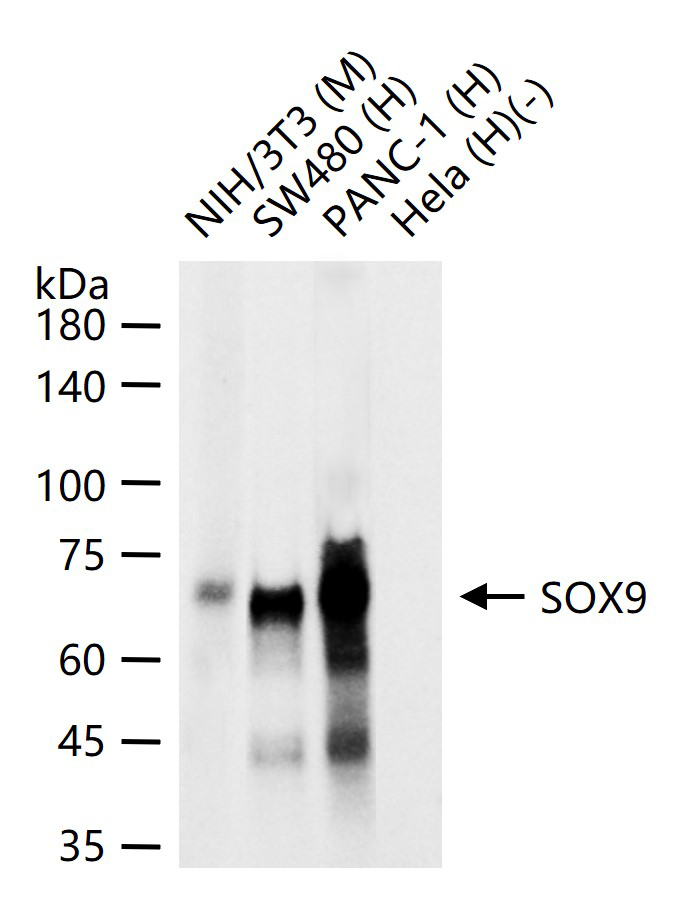 1 - SOX9 Recombinant Rabbit mAb AP94827