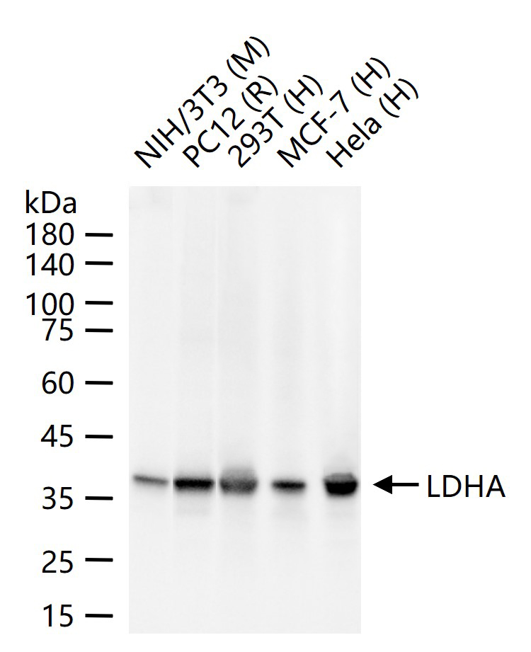 1 - LDHA Recombinant Rabbit mAb AP94838