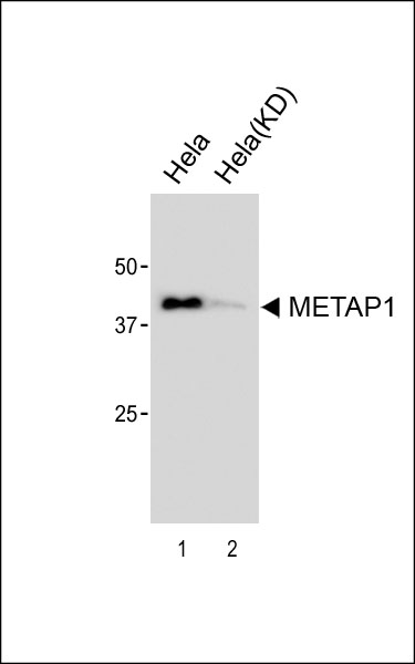 1 - METAP1 Antibody [Knockdown Validated] AM1922a