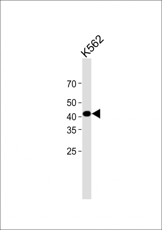 1 - Endophilin-pY80 AP22486a