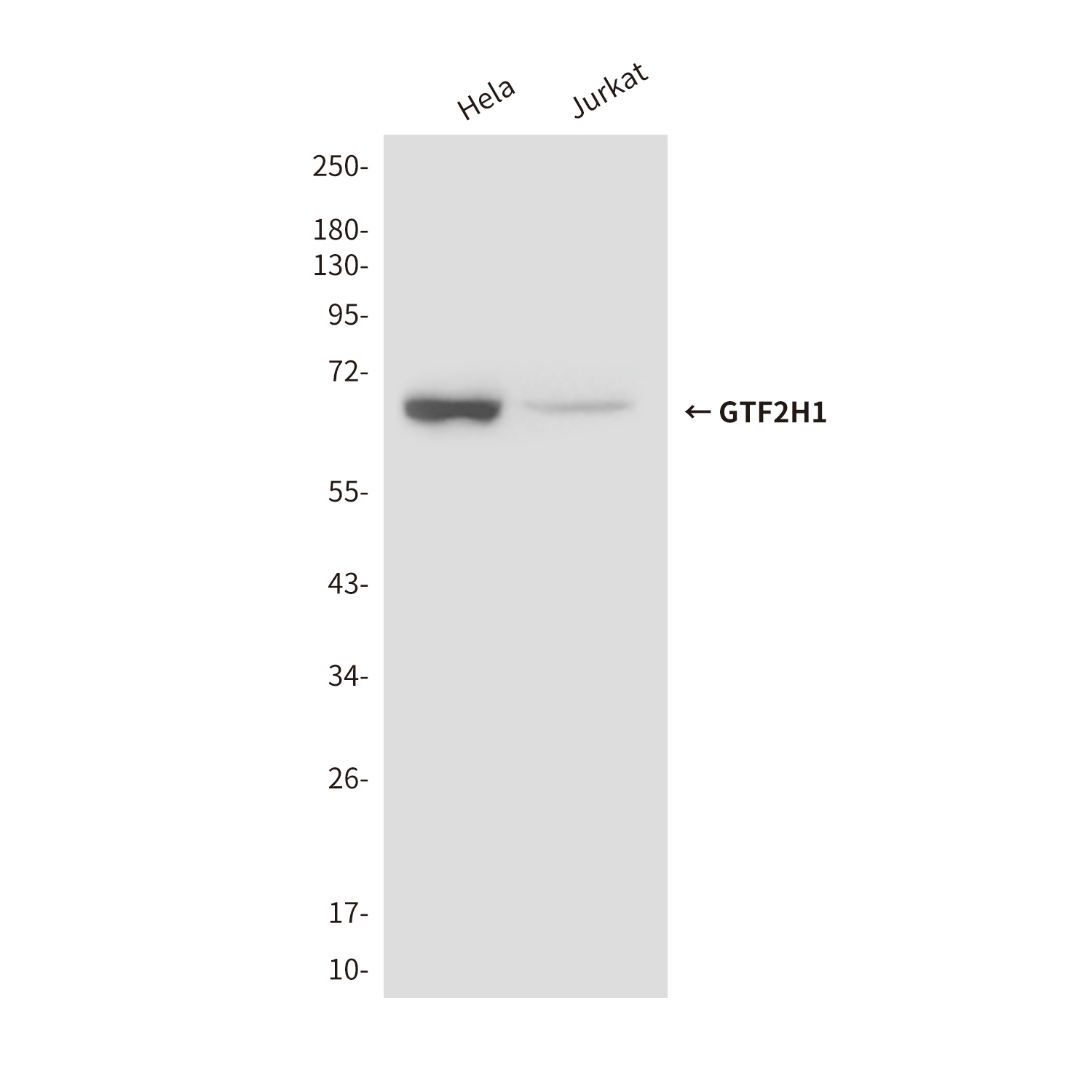 1 - GTF2H1 (3E8) Mouse mAb AP53494