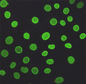 3 - Lamin A/C (5D12) Mouse mAb AP53523