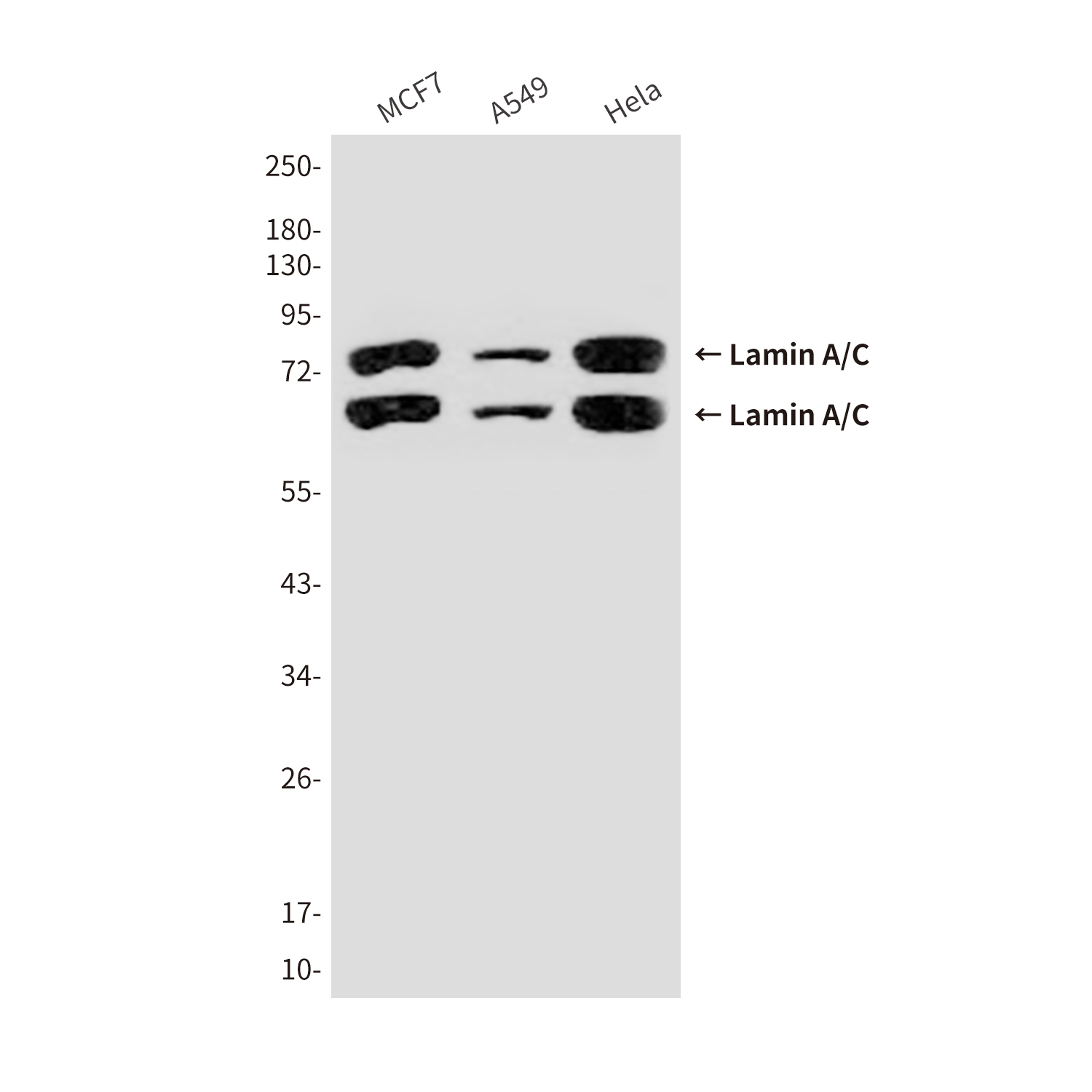 1 - Lamin A/C (5D12) Mouse mAb AP53523