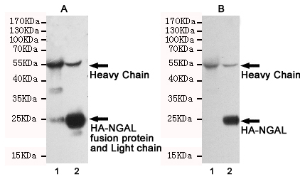 0 - Rabbit IgG (5B2) Mouse mAb AP53497