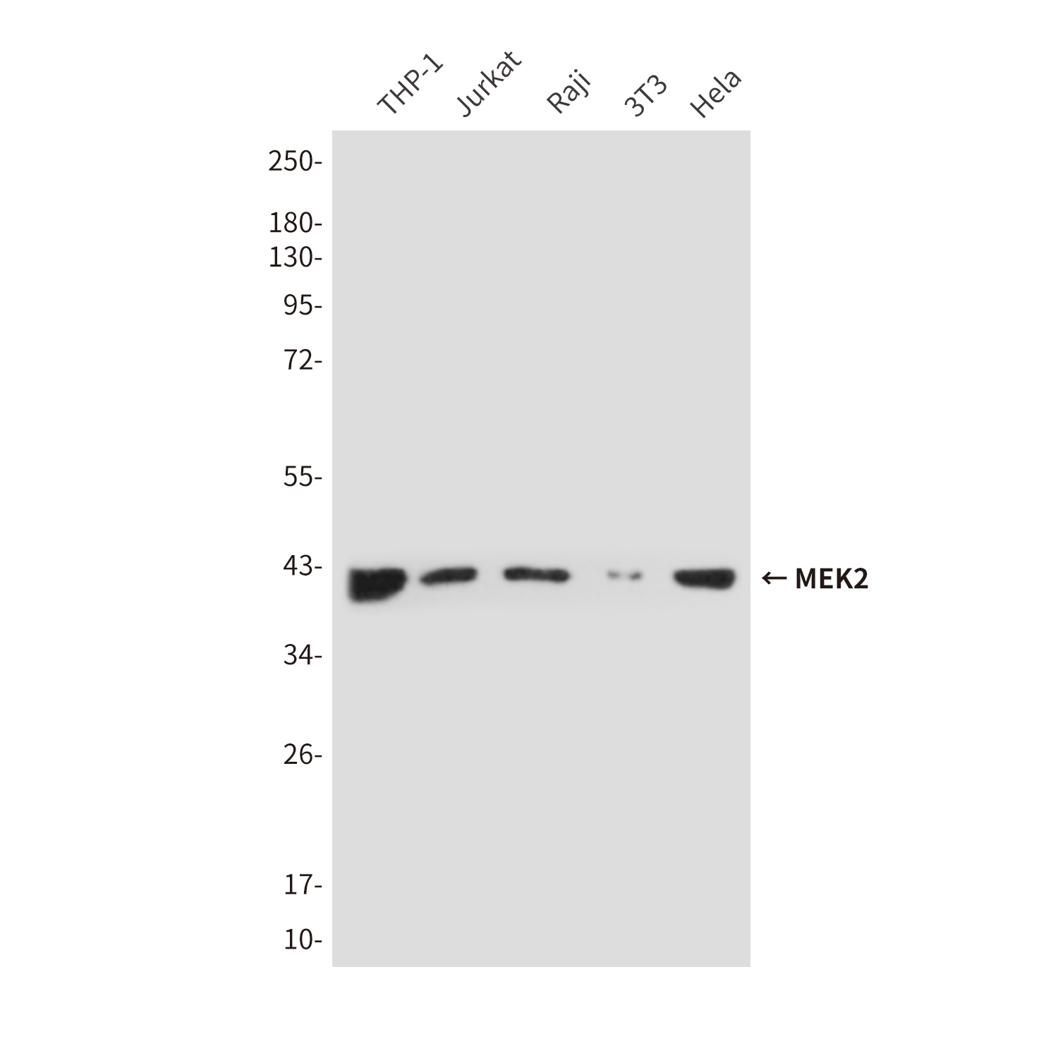 1 - Rabbit IgG (5B2) Mouse mAb AP53497