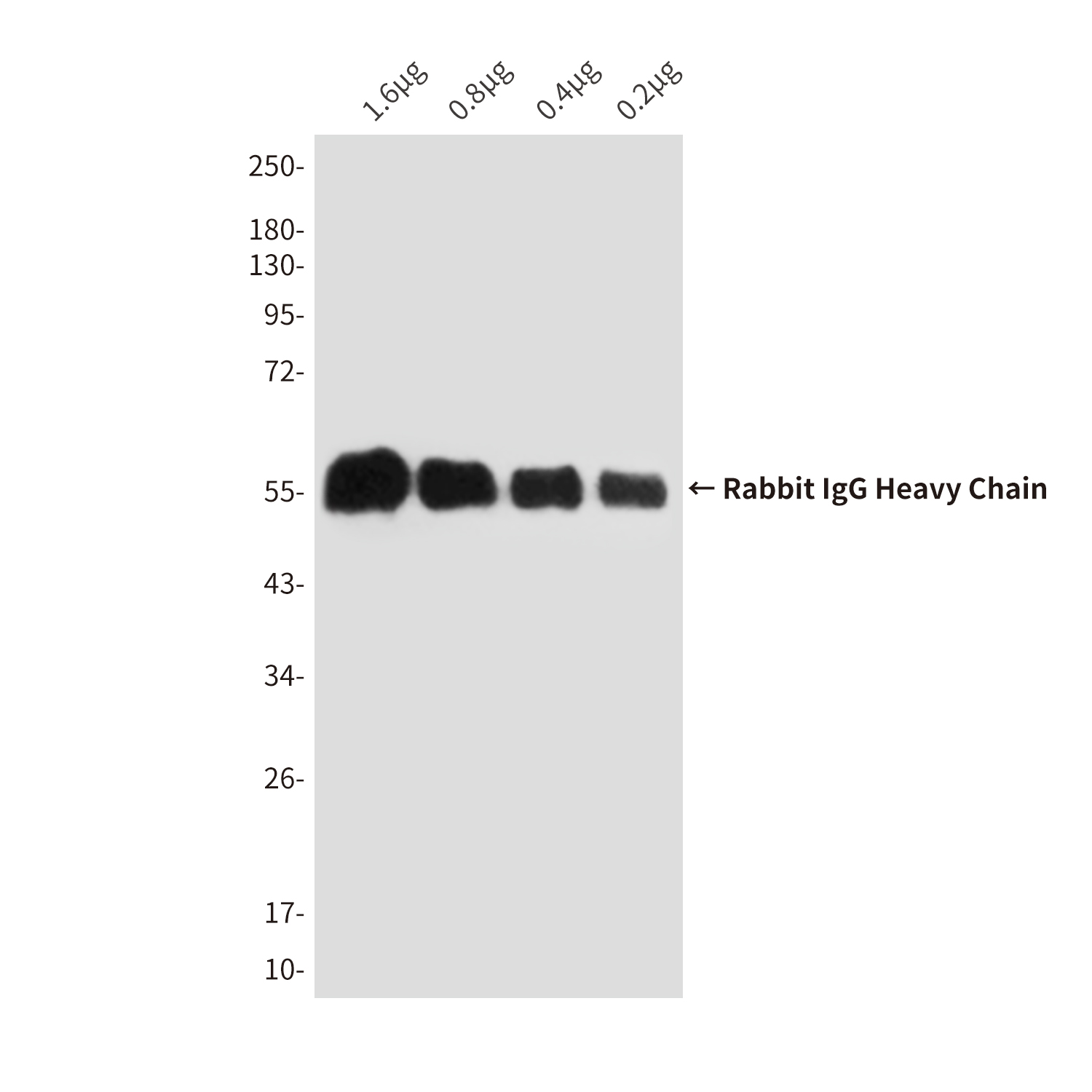 10 - Rabbit IgG (5B2) Mouse mAb AP53497