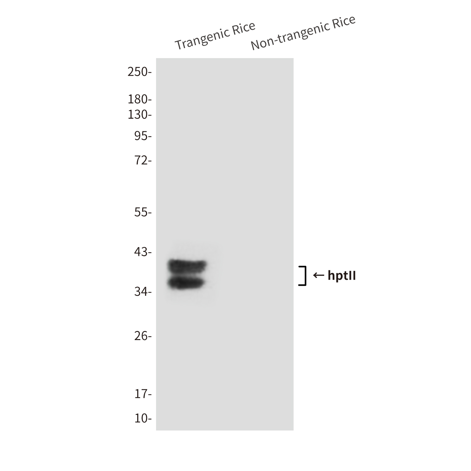 1 - hptII (2D3) Mouse mAb AP53498