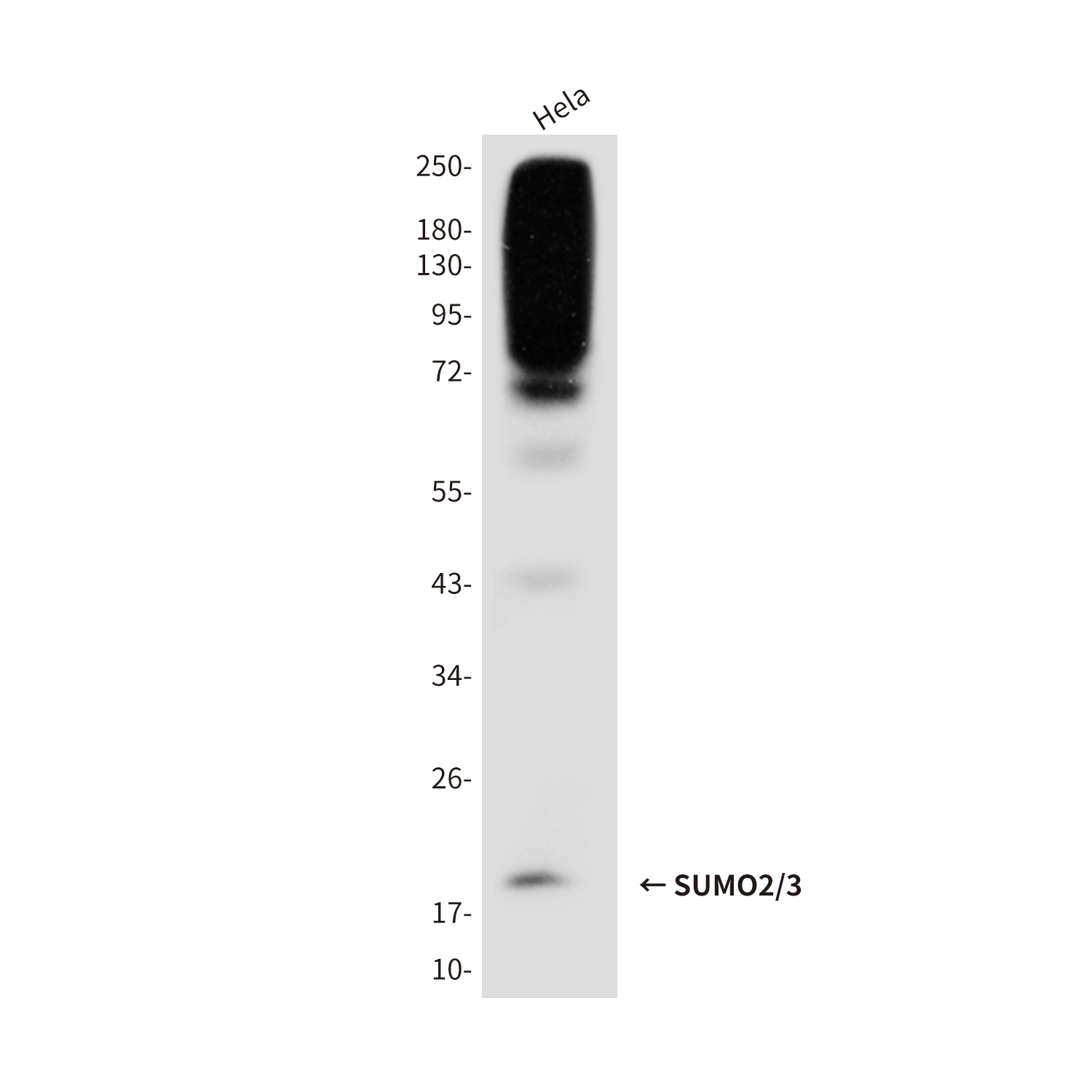 1 - SUMO2/3 (3F7) Mouse mAb AP53522