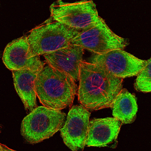 5 - PINCH (3C12) Mouse mAb AP53507