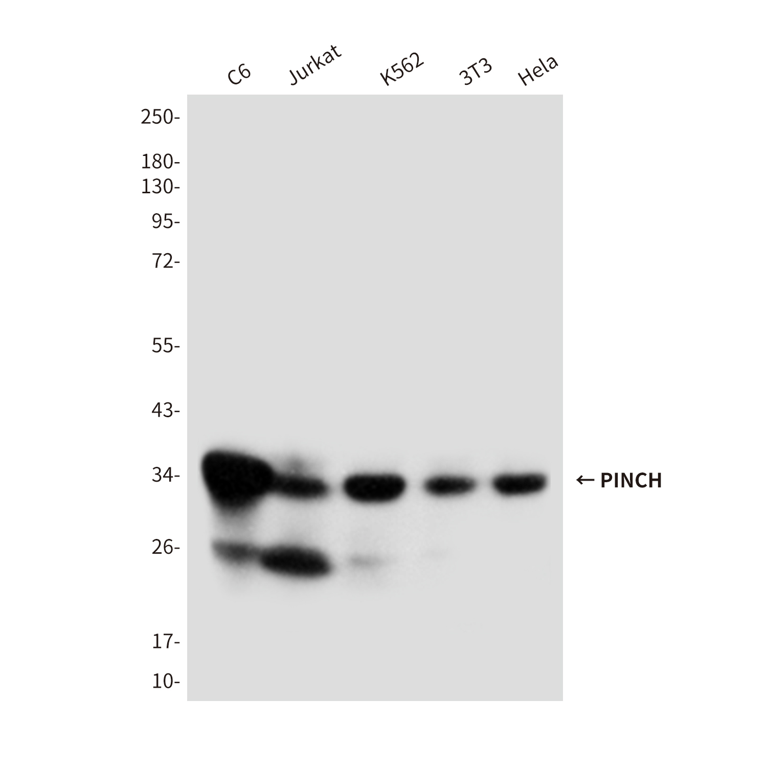 3 - PINCH (3C12) Mouse mAb AP53507