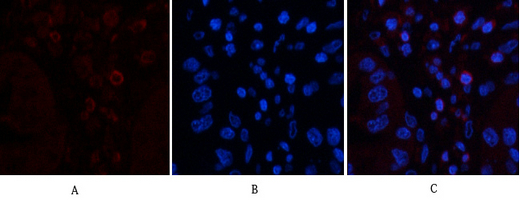 1 - CD45 (8C1) Mouse mAb AP53505