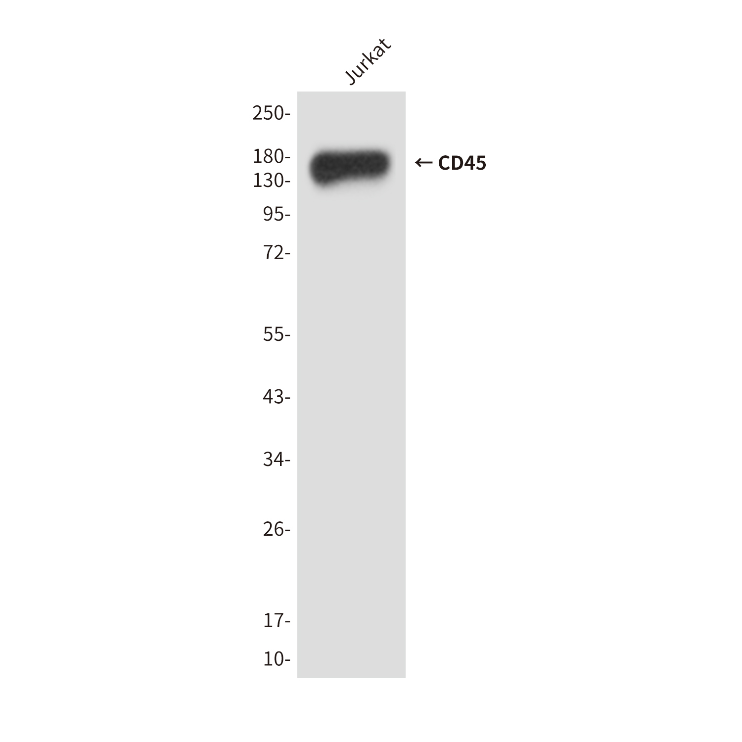 3 - CD45 (8C1) Mouse mAb AP53505