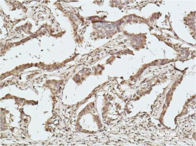 2 - Histone H2B (7E2) Mouse mAb AP53518