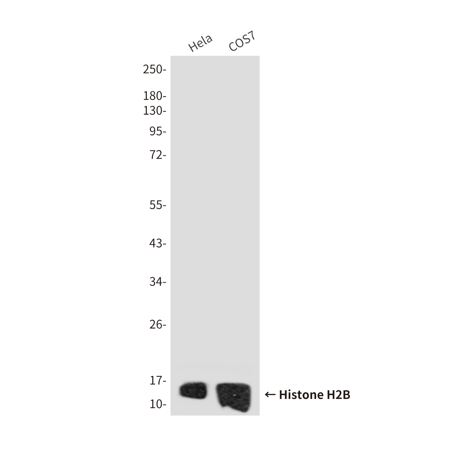 1 - Histone H2B (7E2) Mouse mAb AP53518