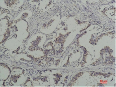 2 - Phospho-Tyrosine (6G6) Mouse mAb AP53519