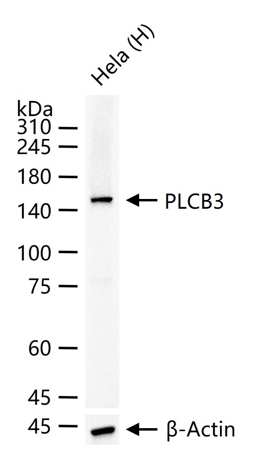 1 - PLCB3 Recombinant Mouse mAb AP94279