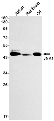 1 - JNK1 Rabbit mAb AP74810