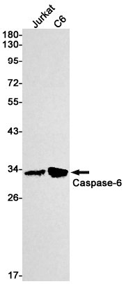 1 - Caspase 6 Rabbit mAb AP74813