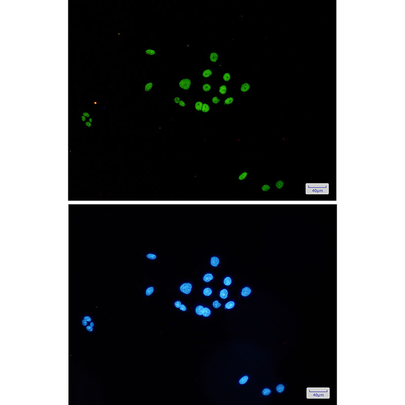 8 - MCM6 Rabbit mAb AP74817