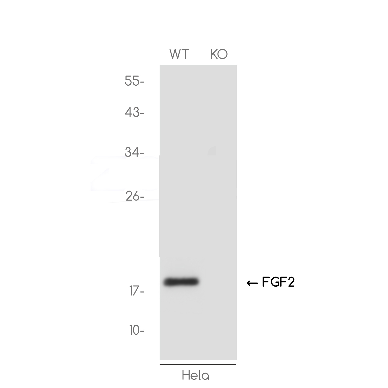 1 - [KO]FGF2 Rabbit mAb AP74819