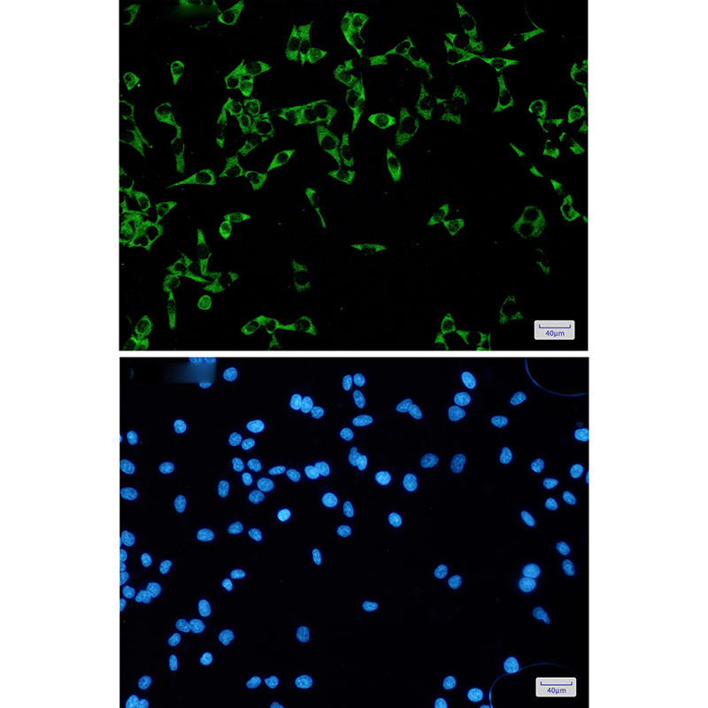 8 - FMRP Rabbit mAb AP74821
