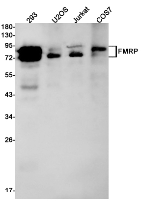 1 - FMRP Rabbit mAb AP74821