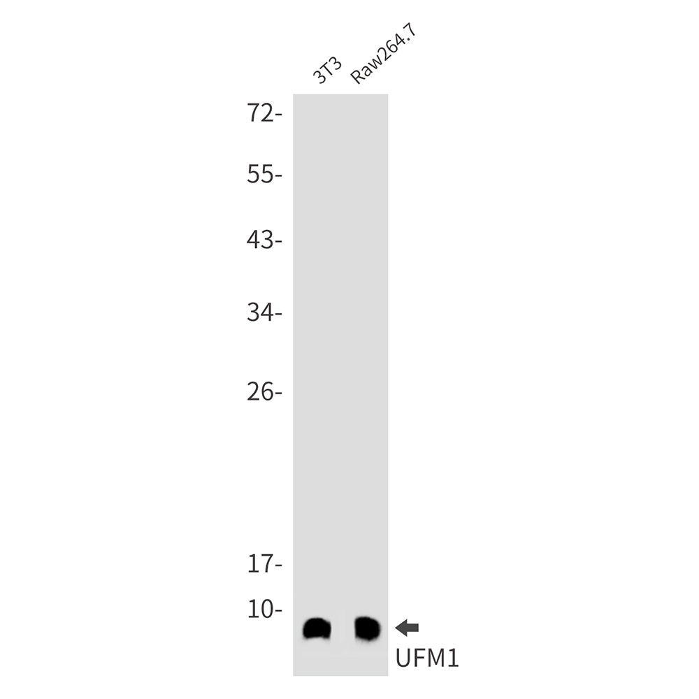 1 - [KD]UFM1 Rabbit mAb AP74823