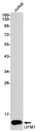 2 - [KD]UFM1 Rabbit mAb AP74823