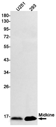1 - Midkine Rabbit mAb AP74825