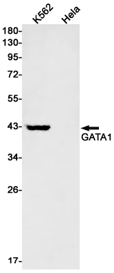 3 - GATA1 Rabbit mAb AP74827