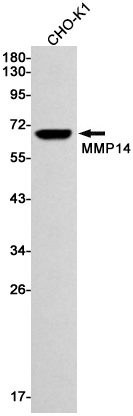 1 - MMP14 Rabbit mAb AP74828