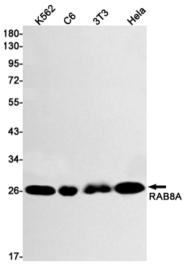 1 - Rab8A Rabbit mAb AP74831