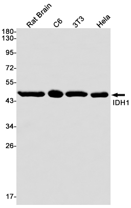 1 - IDH1 Rabbit mAb AP74833