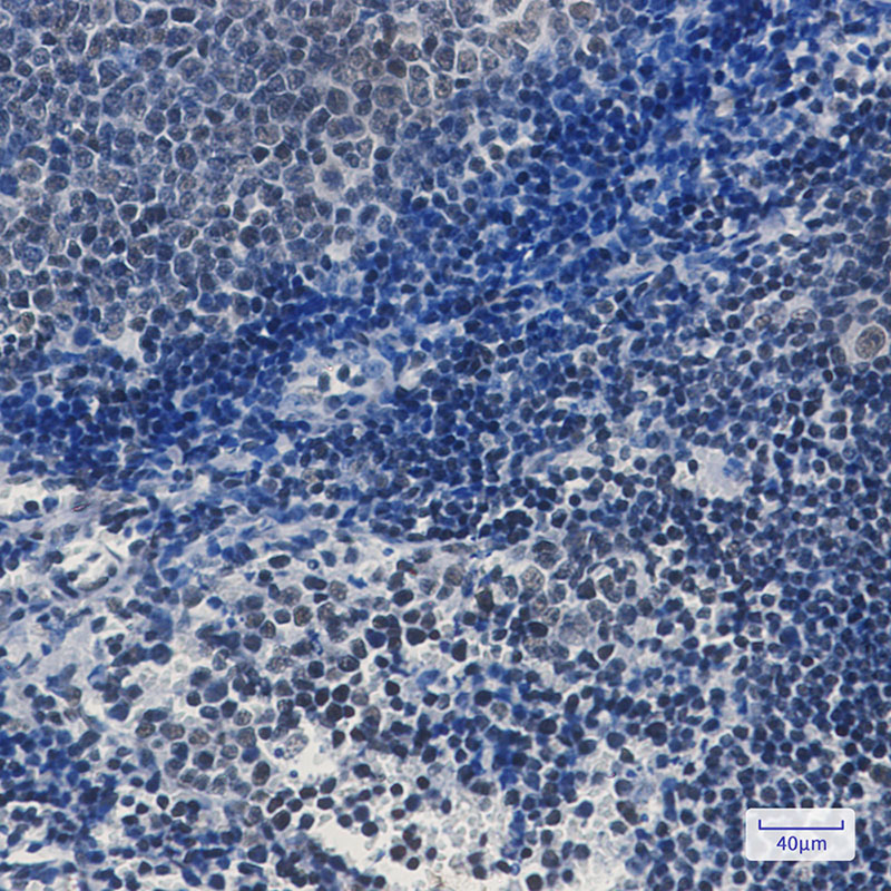 2 - TAF3 Rabbit mAb AP74840