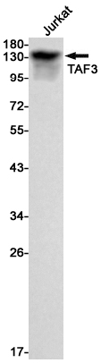 1 - TAF3 Rabbit mAb AP74840