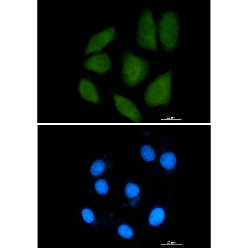 1 - Importin 9 Rabbit mAb AP74841
