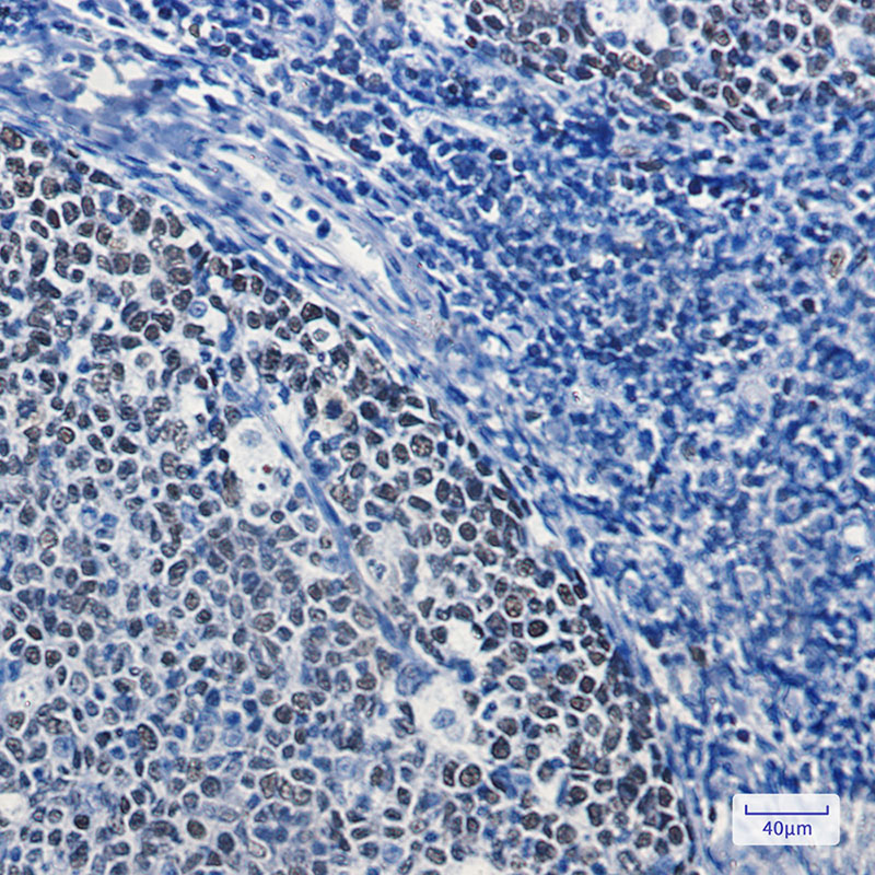 0 - [KD]MCM5 Rabbit mAb AP74843