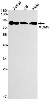 2 - [KD]MCM5 Rabbit mAb AP74843