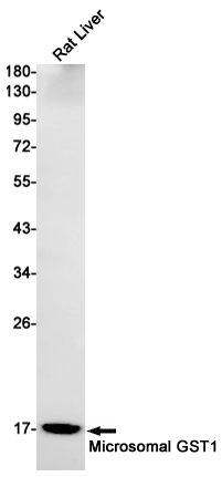 1 - MGST1 Rabbit mAb AP74846